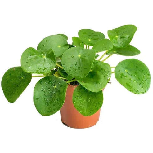 Chinese Money Plant for Home & Office