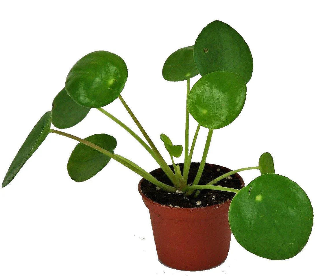 Chinese Money Plant for Home & Office