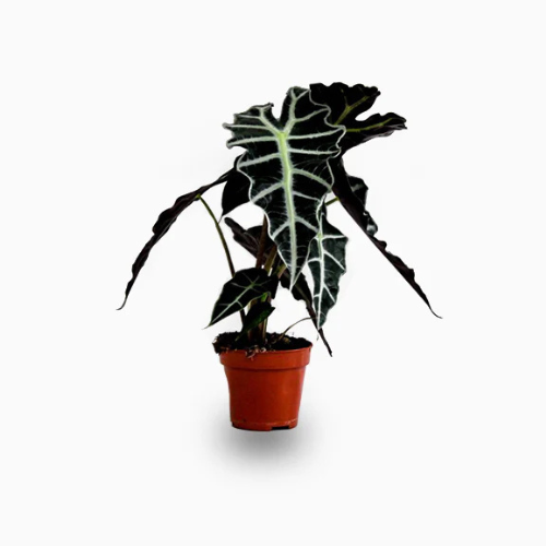 Alocasia Indoor Plant