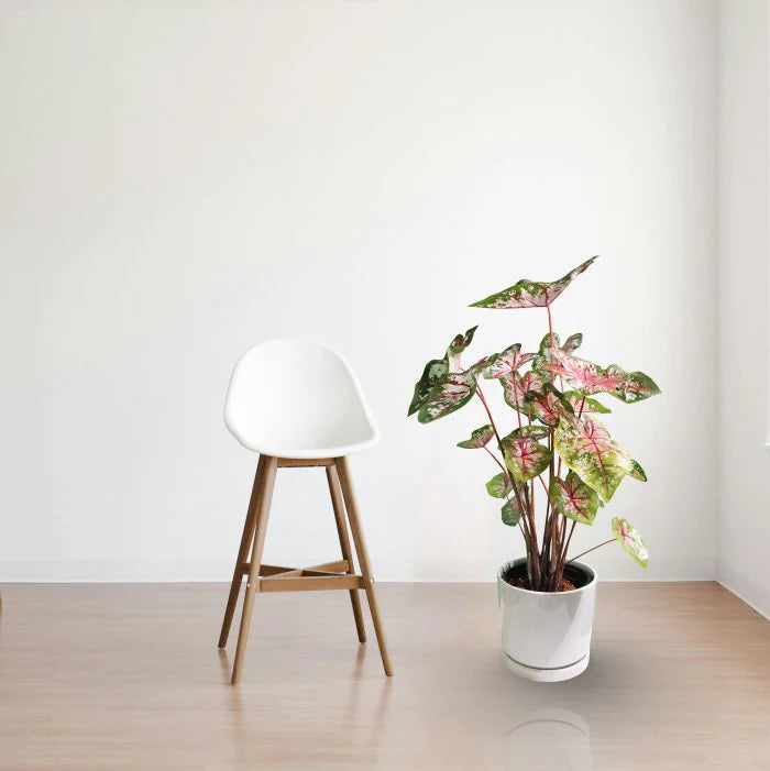 Angel Wings Plant
