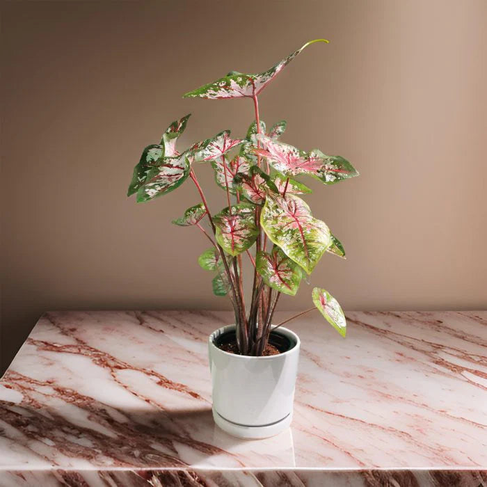 Angel Wings Plant dubai