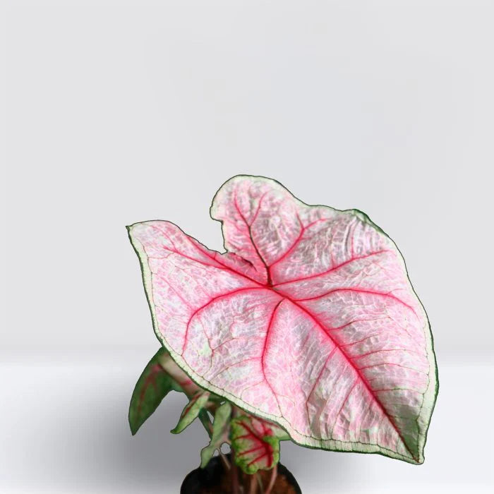 Angel Wings Plants