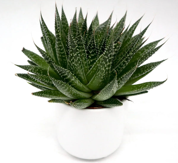 Aloe aristata | Aristaloe Aristata