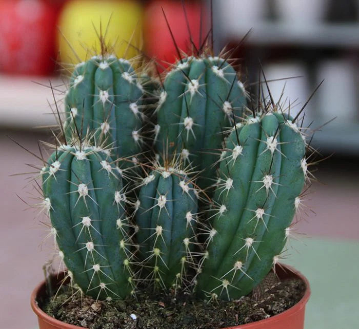 Ornamental Cactus