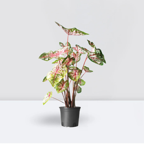 Caladium Indoor Plant