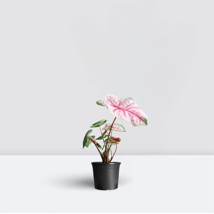 Caladium Plant