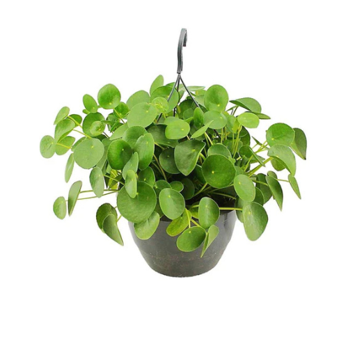 Chinese Money Plant