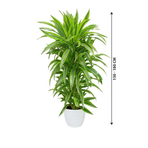 Dracaena Lemon Lime Plant – Royal Plantscape Garden