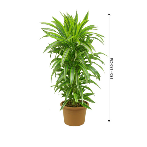 lemon and lime dracaena Dracaena Lemon Lime Plant – Royal Plantscape Garden