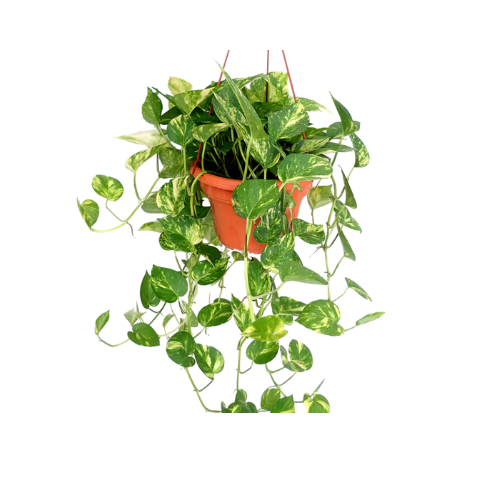 Epipremnum Aureum Devils Ivy