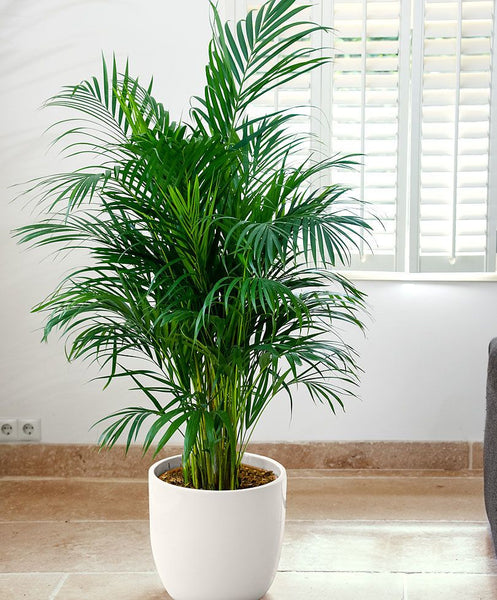 palm tree indoor house plants Indoor Areca Palm Tree – Royal Plantscape Garden