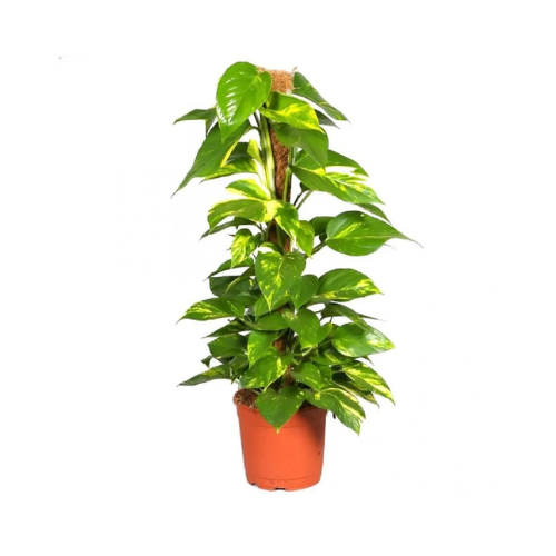Money Plant Scandapsus