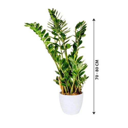 Zamioculcas Zamiifolia Plant – Royal Plantscape Garden