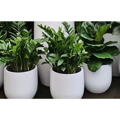 3-Piece Indoor Plant Bundle