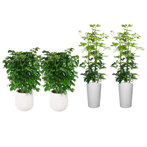 4-Piece Set | 2 Radermachera Sinica & 2 Dwarf Umbrella Tree
