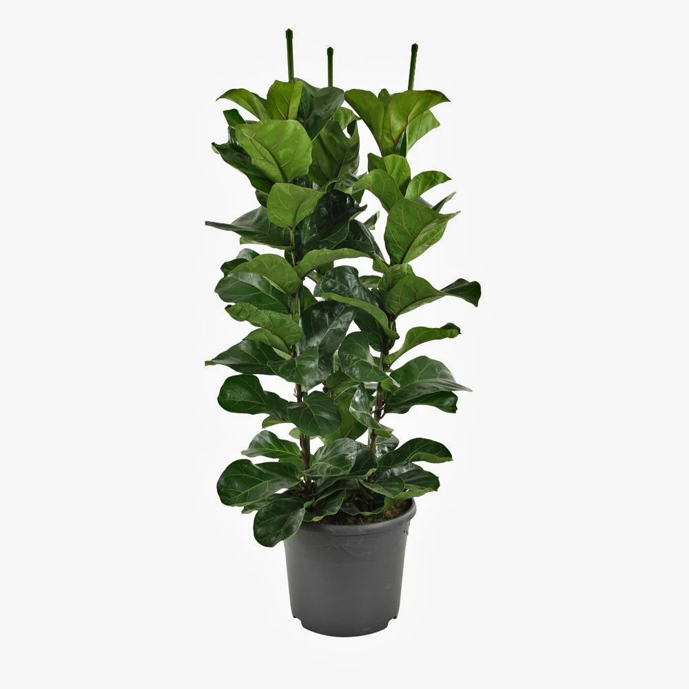 Fiddle Leaf Fig Plant