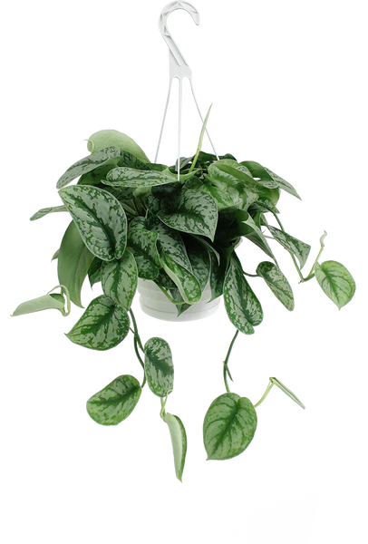 Satin Pothos Decorative Hanging Plant