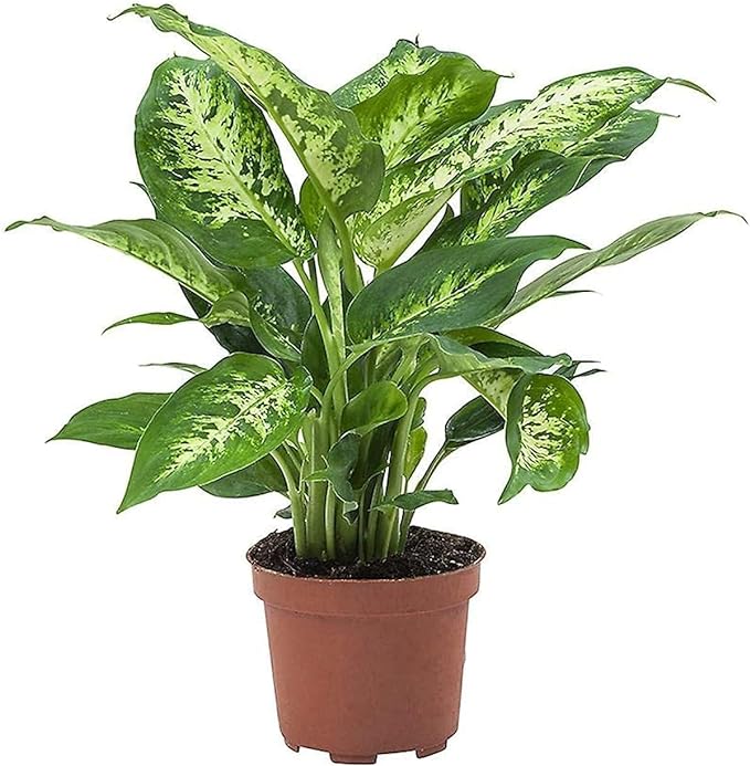 Aglaonema Silver Queen
