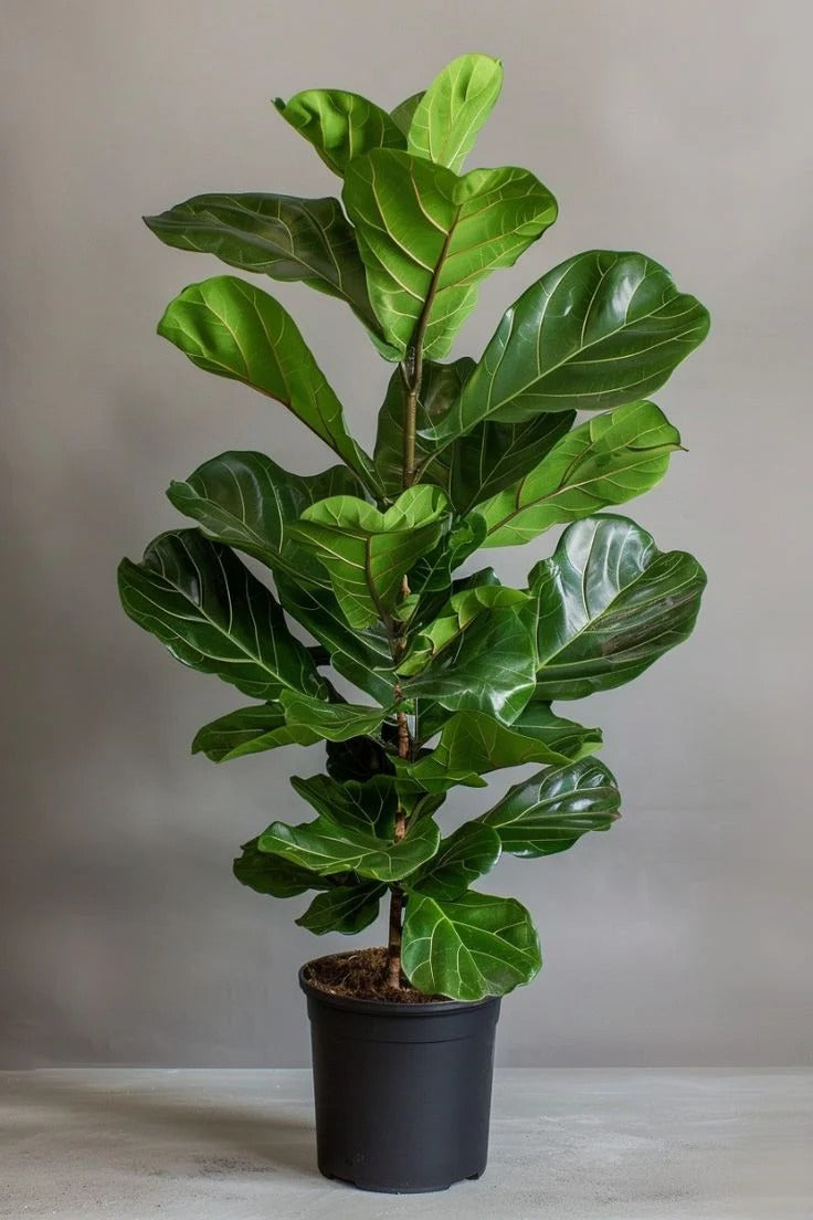 Fiddle Leaf Fig Plant