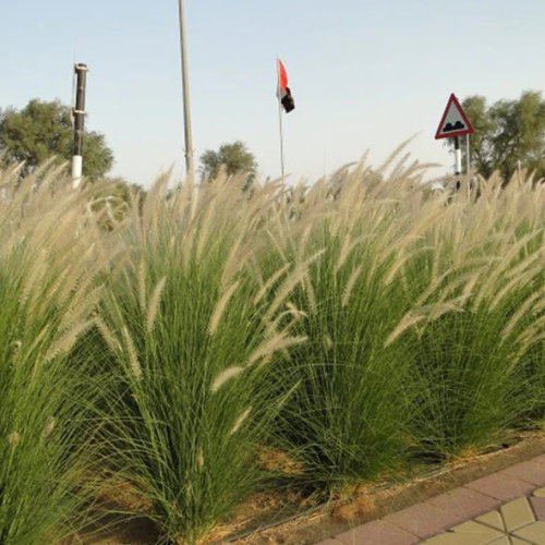 African Fountain Grass