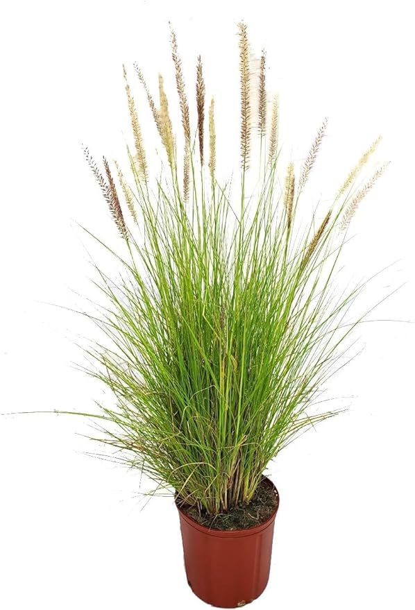 African Fountain Grass | Tender Fountain Grass