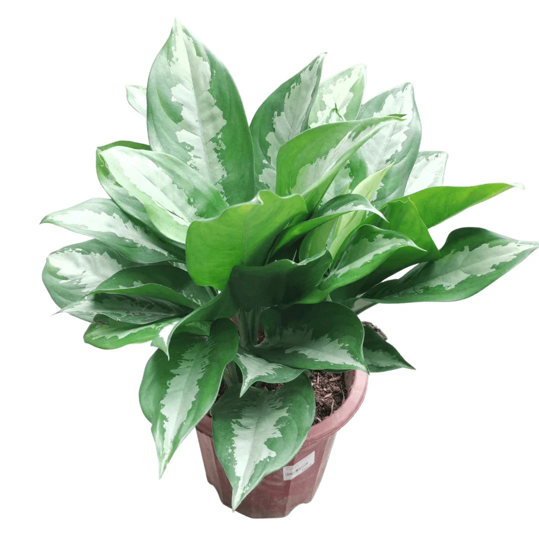 Aglaonema Silver Queen