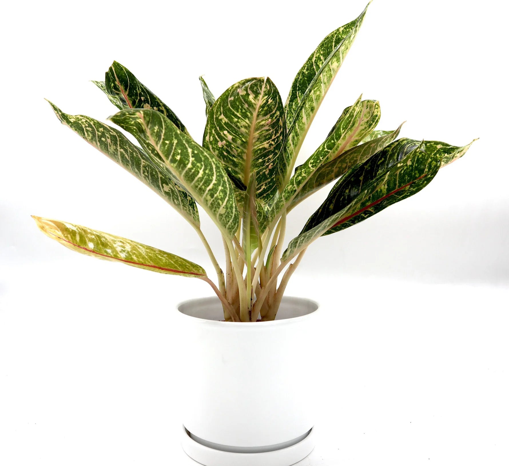 aglaonema plant potting mix Aglaonema Mix 25–30cm