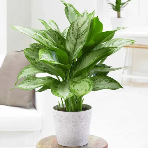 Aglaonema Silver Queen