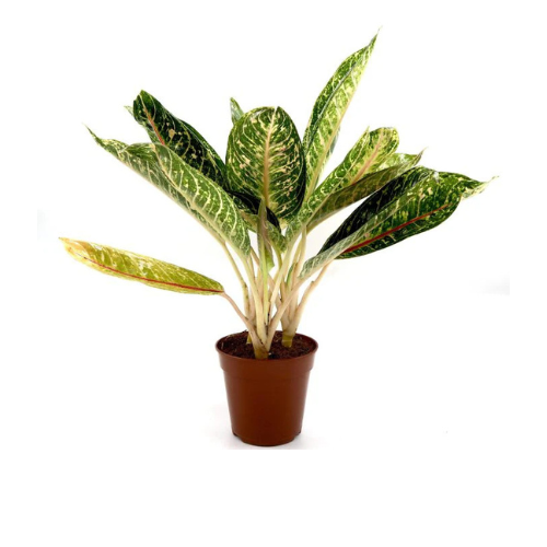 aglaonema look alike Aglaonema Mix 25–30cm