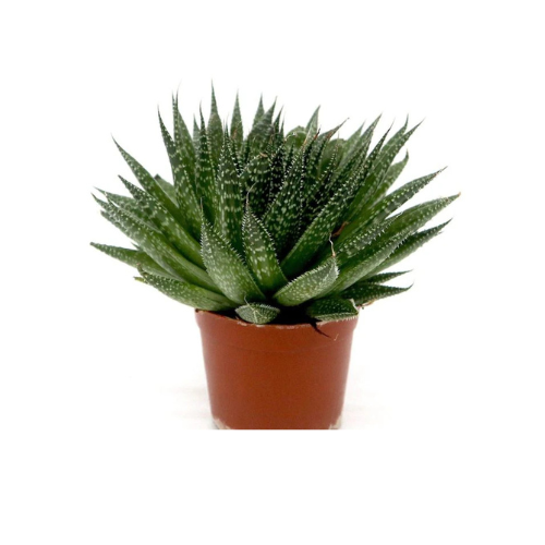 Aloe Aristata Succulent – Low Maintenance Decorative Plant