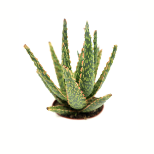 aloe vera royal Aloe Christmas Carol – Royal Plantscape Garden