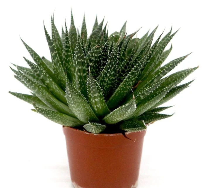 Aloe aristata | Aristaloe Aristata | Lace Aloe Succulent Plant