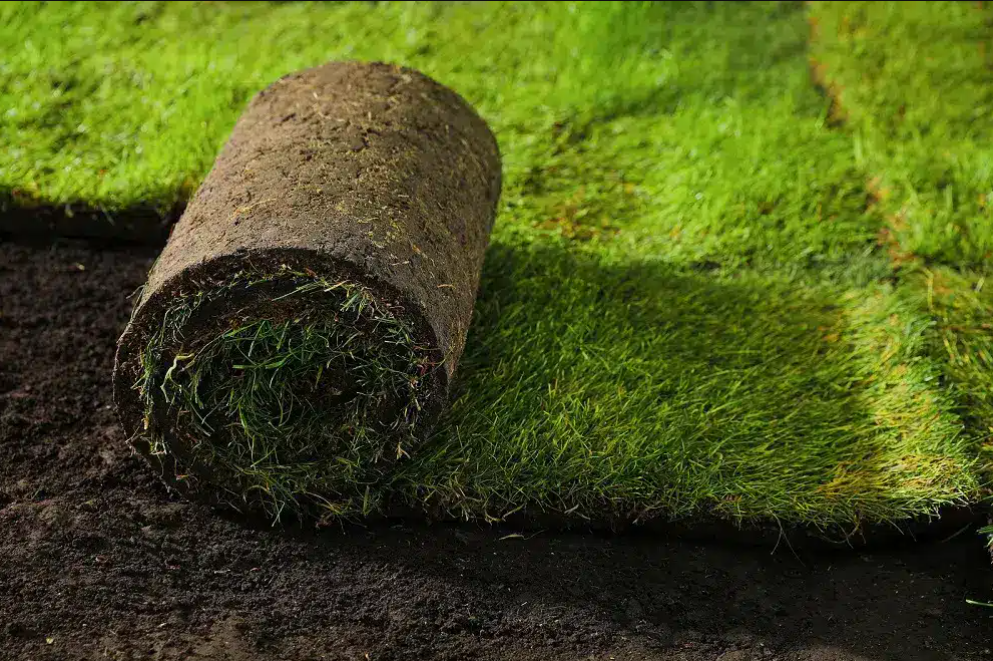 Natural Bermuda Grass in Dubai (Price Per Square Meters)