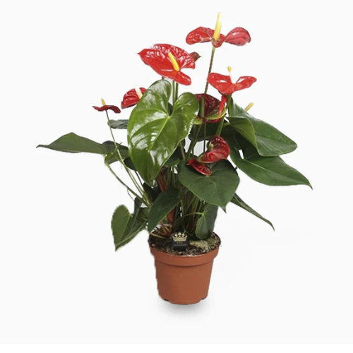 Andreanum – Flamingo Flower | Exotic Indoor Plant