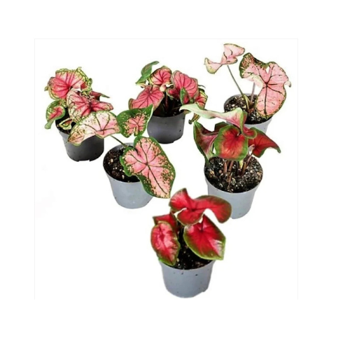 angel plant indoor Angel Wings, Caladiums