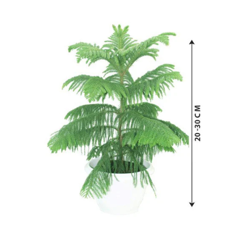 Norfolk Island Pine - Araucaria Heterophylla