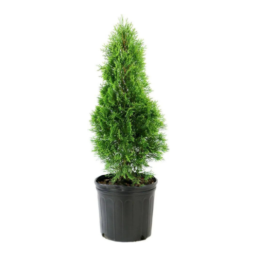 Arborvitae (Thuja) Trees For Sale