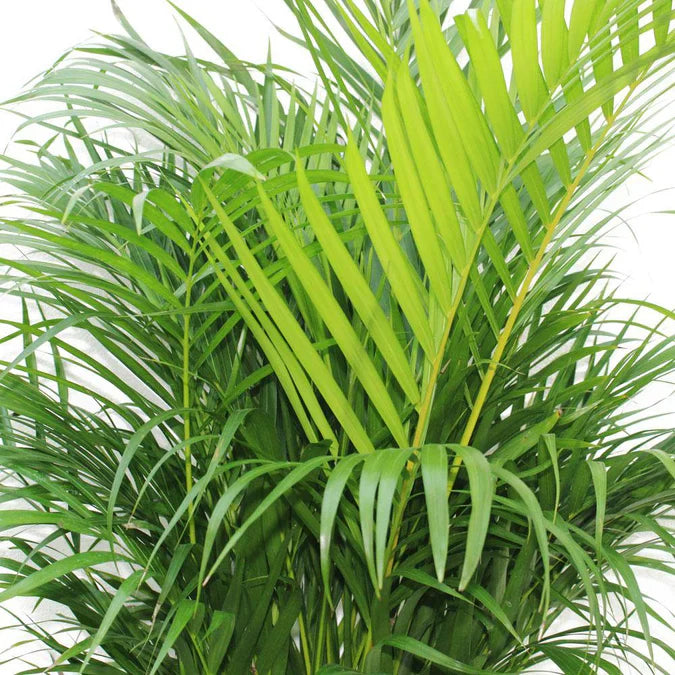 Indoor Areca Palm Tree