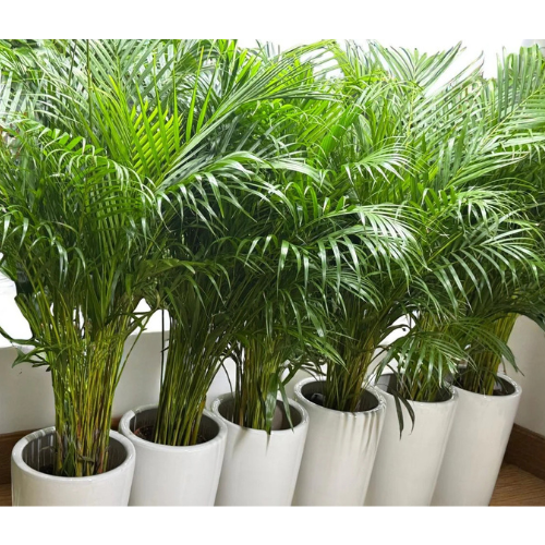 Areca Palm Combo – 6 Healthy 120 cm Plants