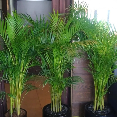 areca palm 150cm Areca Palm Combo Set of 3 in Ceramic Pots