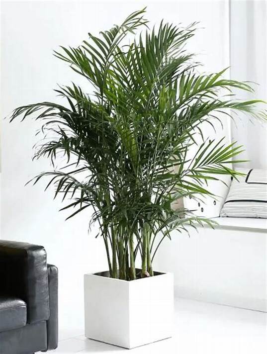 Indoor Areca Palm Tree