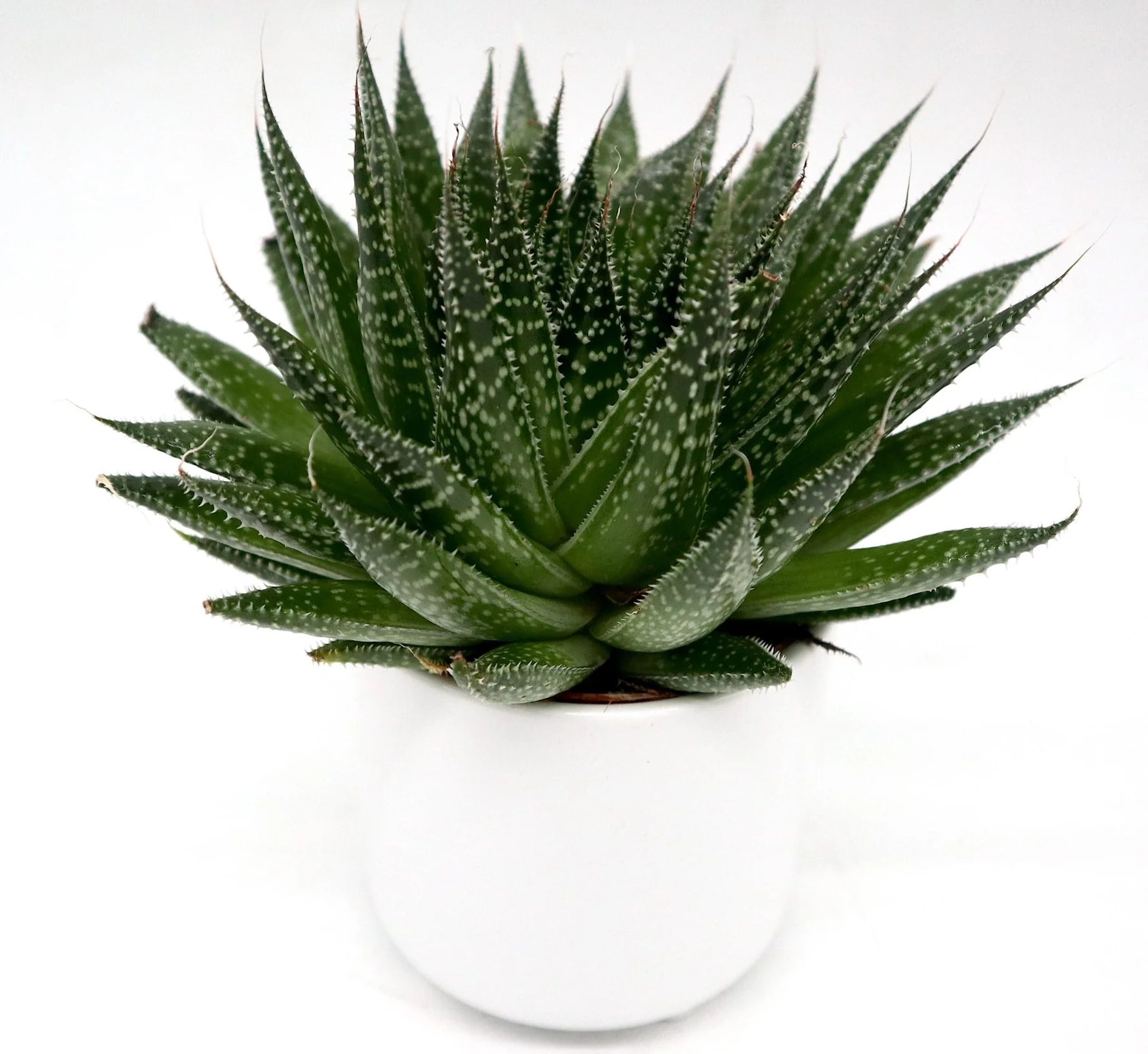 Aloe aristata | Aristaloe Aristata | Lace Aloe Succulent Plant