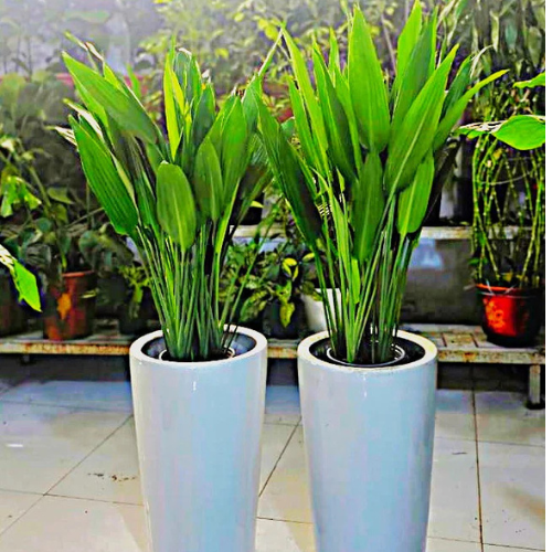 Aspidistras Bundle of 2 – Elegant Indoor Greenery in Ceramic Pots