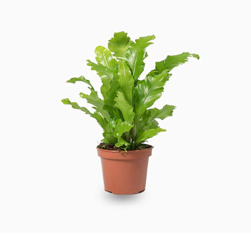 Asplenium Nidus or Bird’s Nest Fern