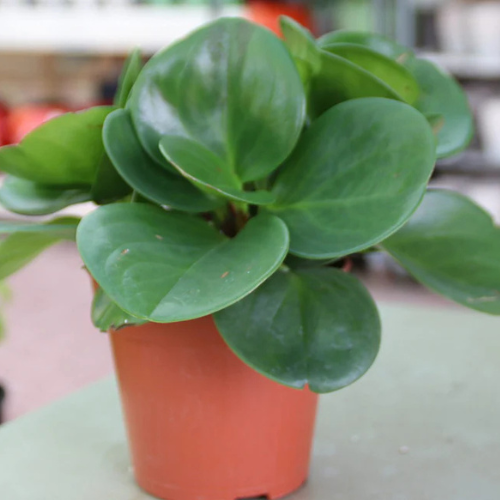 Baby Rubber Plant 10 - 15cm