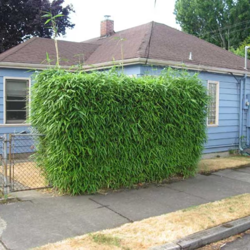 Bambo Plants Bambusa Multiplex Bamboo