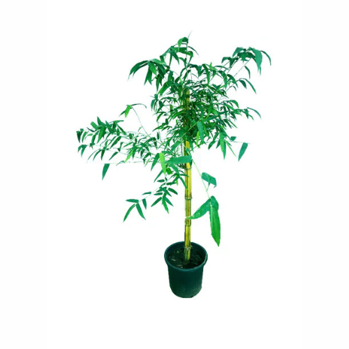 Bamboo Tree