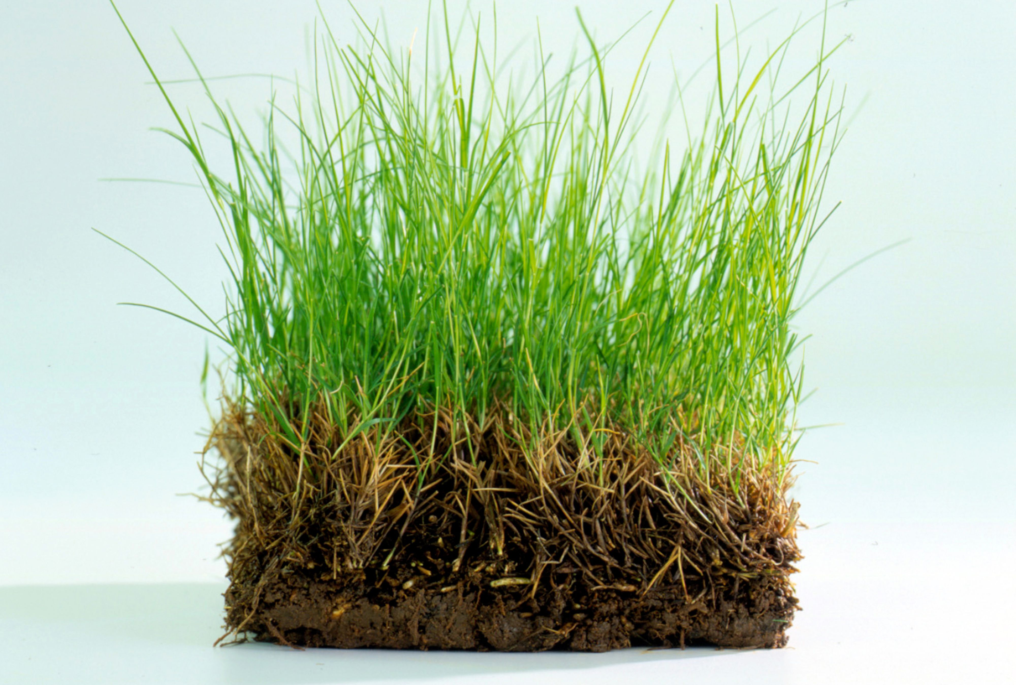 Natural Bermuda Grass in Dubai (Price Per Square Meters)