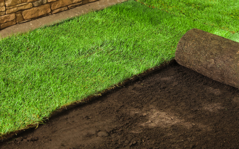 Natural Bermuda Grass in Dubai (Price Per Square Meters)