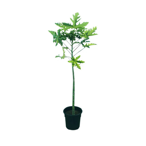 Best Papaya Plant
